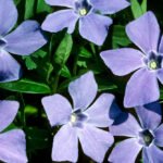 Periwinkle is making self-hosted social media on Bluesky’s AT Protocol even easier