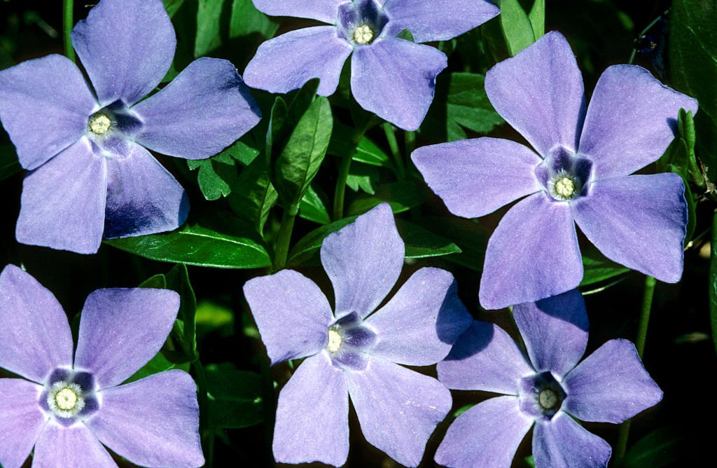 Periwinkle is making self-hosted social media on Bluesky’s AT Protocol even easier Periwinkle is making self-hosted social media on Bluesky’s AT Protocol even easier